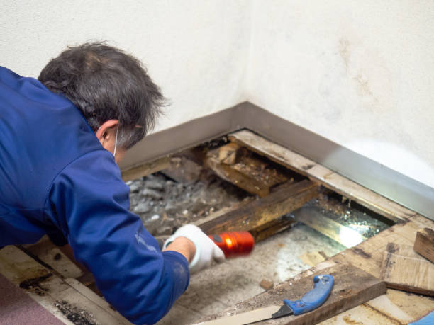 Best Crawl Space Mold Removal  in Kearny, NJ