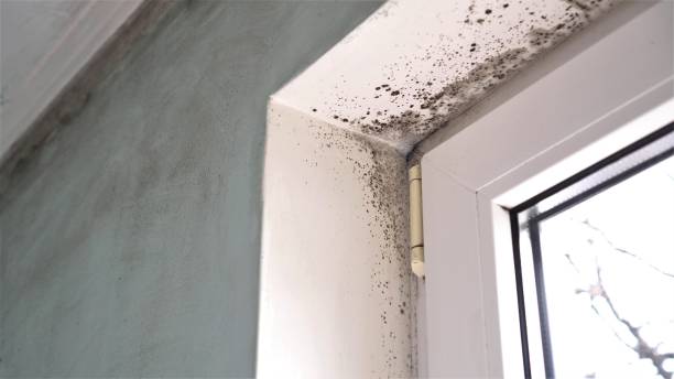 Best Local Mold Removal Service  in Kearny, NJ