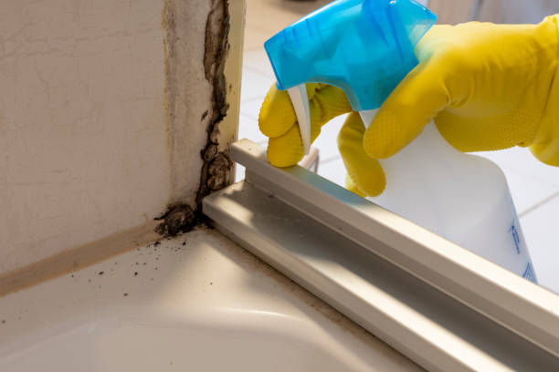 Best Same-Day Mold Removal  in Kearny, NJ