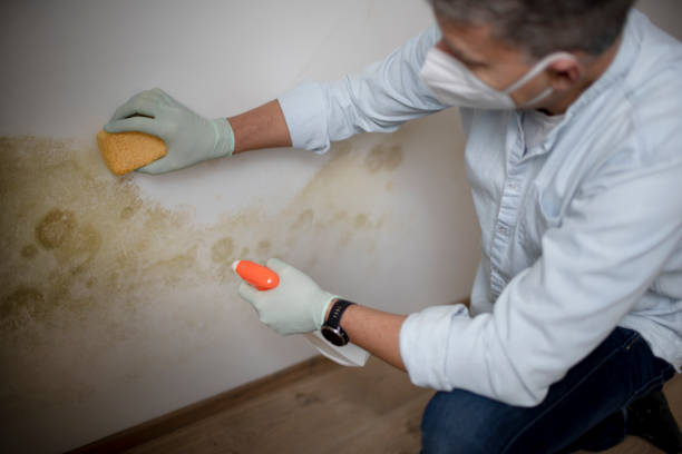 Best Mold Cleaning Services  in Kearny, NJ