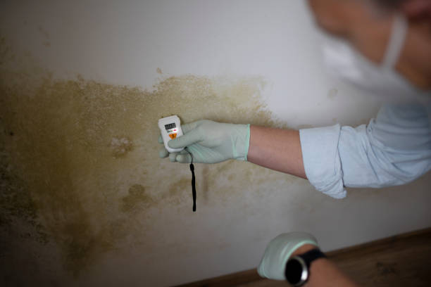 Best Attic Mold Removal  in Kearny, NJ