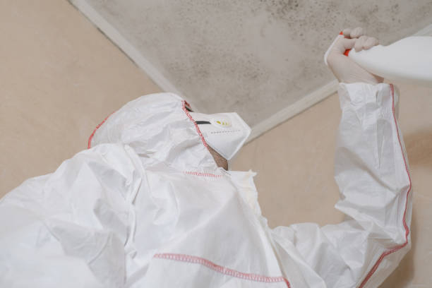 Attic Mold Removal in Kearny, NJ