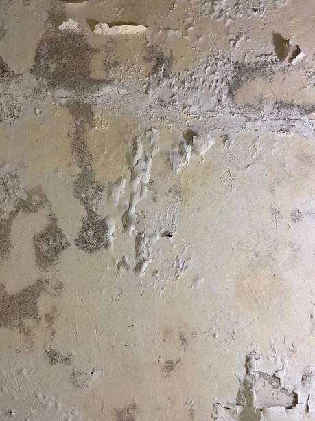 Best Professional Mold Removal  in Kearny, NJ