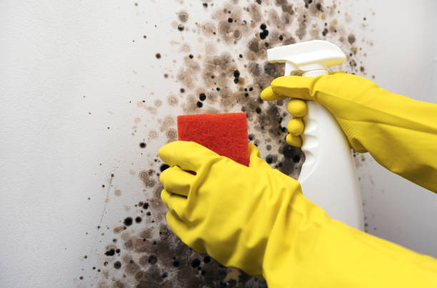 Best Residential Mold Removal  in Kearny, NJ