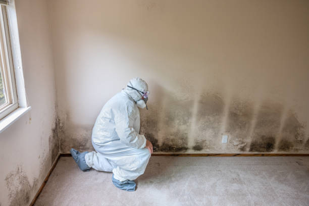 Best Toxic Mold Removal  in Kearny, NJ