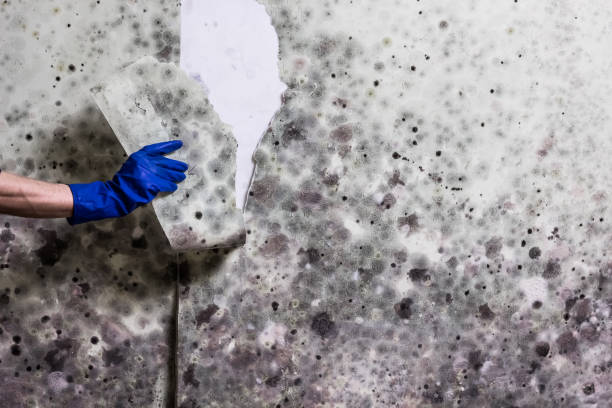 Best Certified Mold Removal  in Kearny, NJ