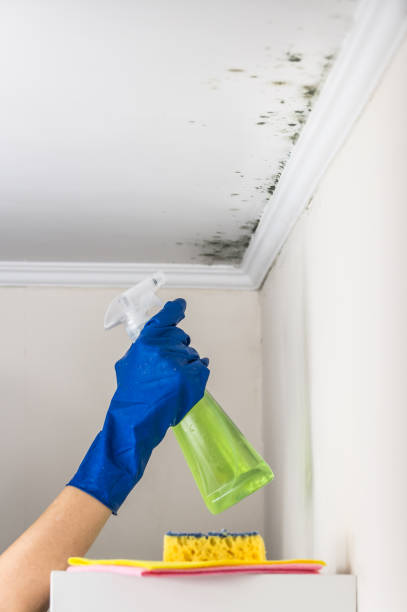 Best Office Mold Removal Services  in Kearny, NJ