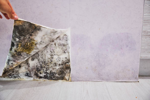 Best Emergency Mold Removal  in Kearny, NJ